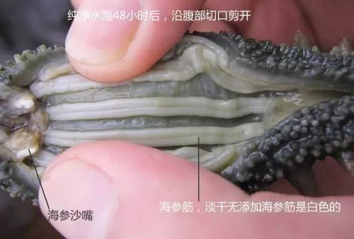 海參 自然饋贈的養生瑰寶，男女皆宜的滋補佳品